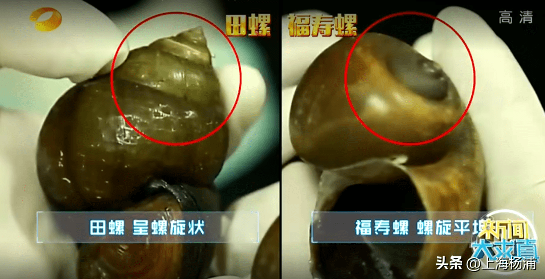 福寿螺螺尾螺旋部呈短圆锥形,田螺螺尾尖长,整个身体呈圆锥形;2.