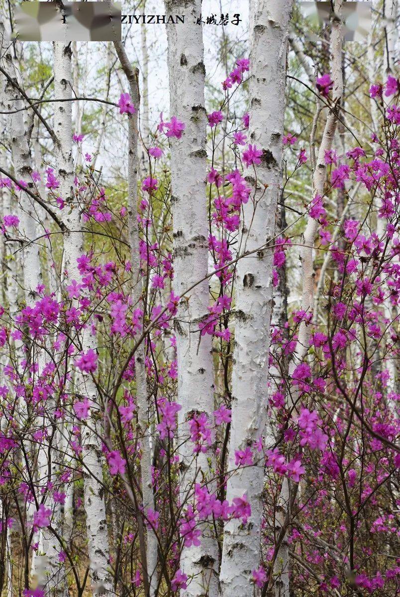 古梨园哈尔滨索菲亚教堂哈尔滨凤凰山景区齐齐哈尔市克山县东山植物园