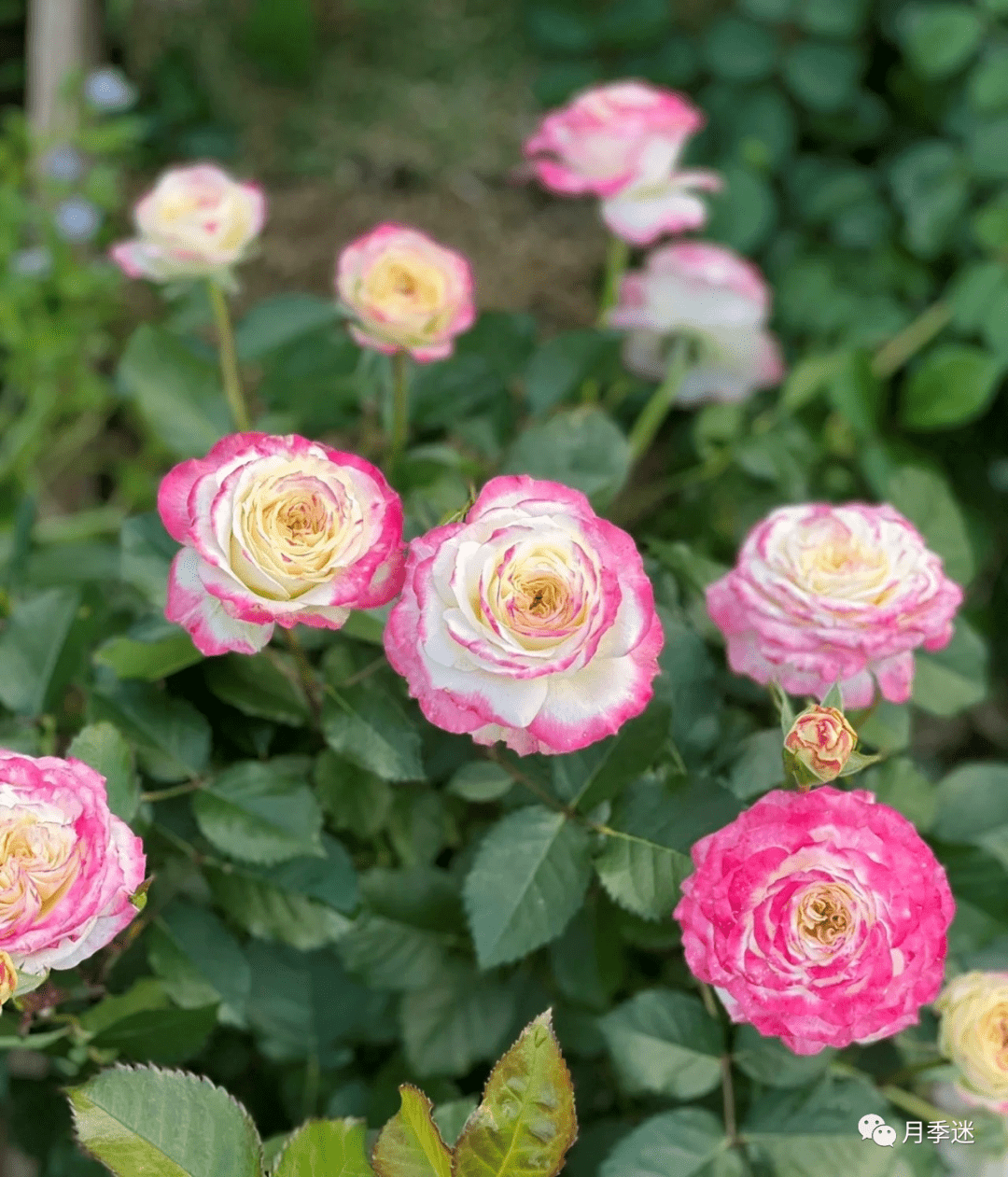 品種棒棒糖月季】天河繁星,茶花女,貝殼,門廊絨球,馬薩德醫生,金牛座