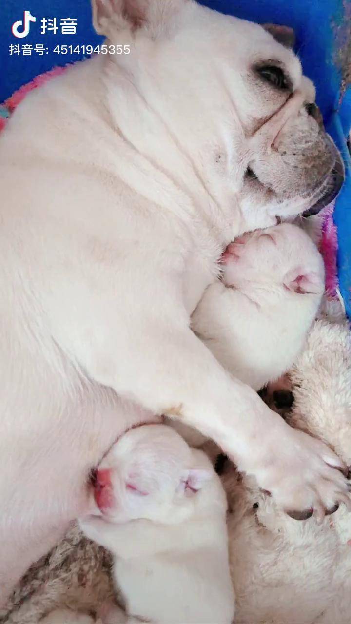 法国斗牛犬 短体法斗 法斗宝宝 法斗幼犬