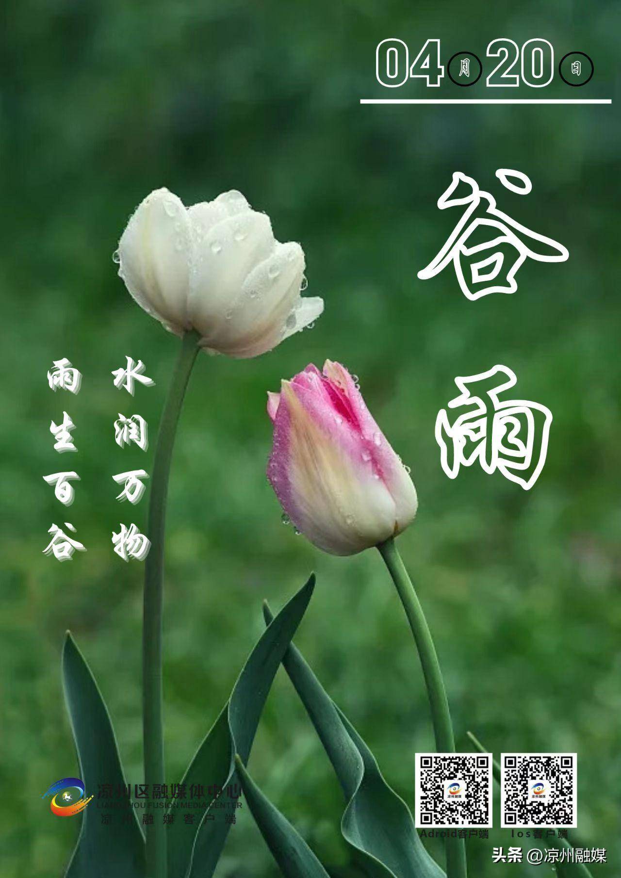明朝知谷雨 无策禁花风