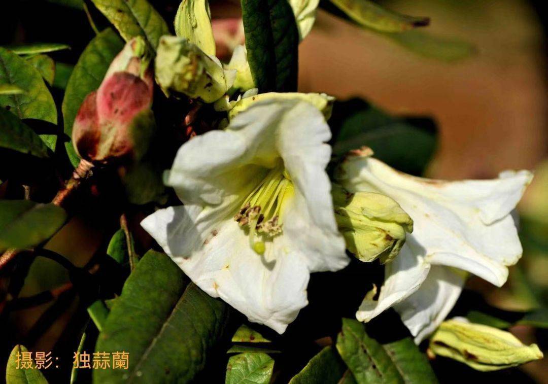 探寻植物多样性之美 i 百合花杜鹃_井冈山_保护_生物