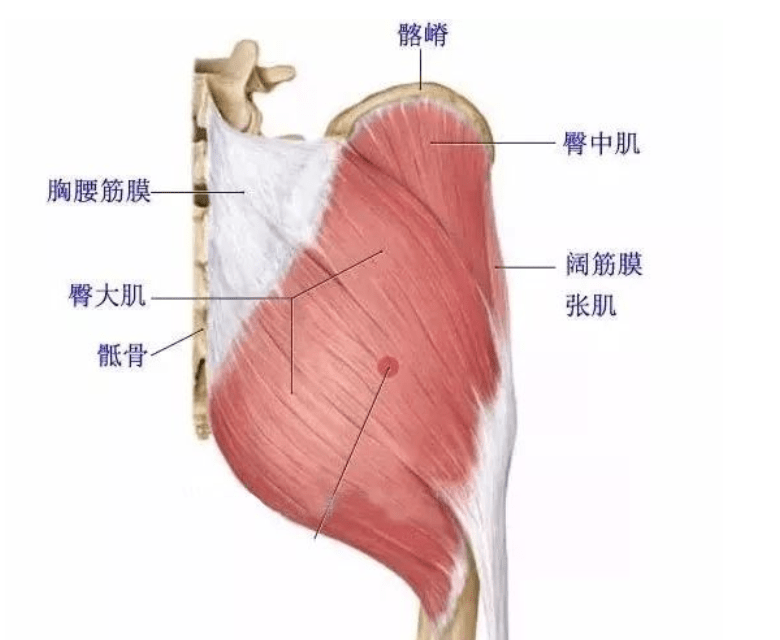 髋关节