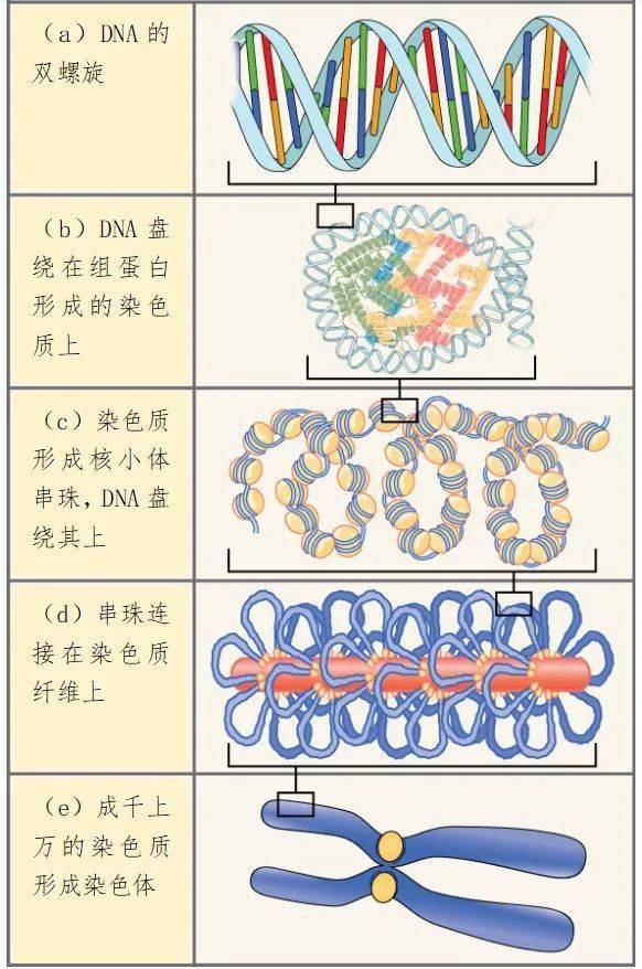 染色体模式图怎么画图片