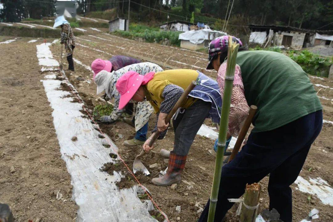 织金:复合种植助农实现"一地双收"_大豆_技术_土地