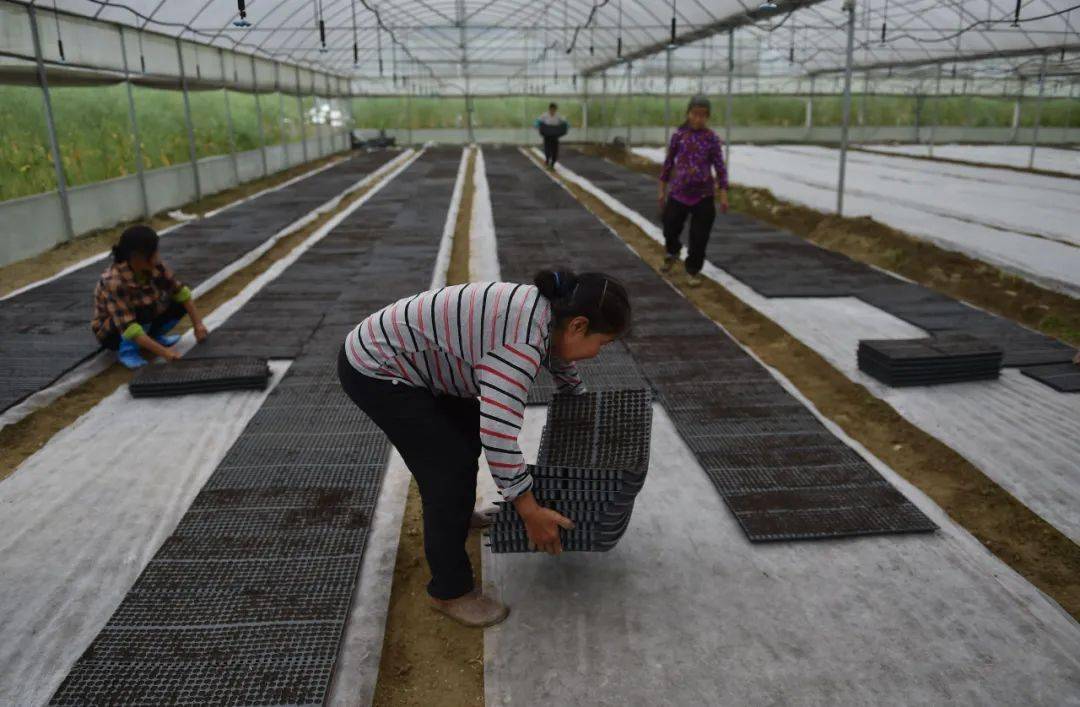 松桃:开展水稻钵苗育秧技术培训_农技_大路镇_长征