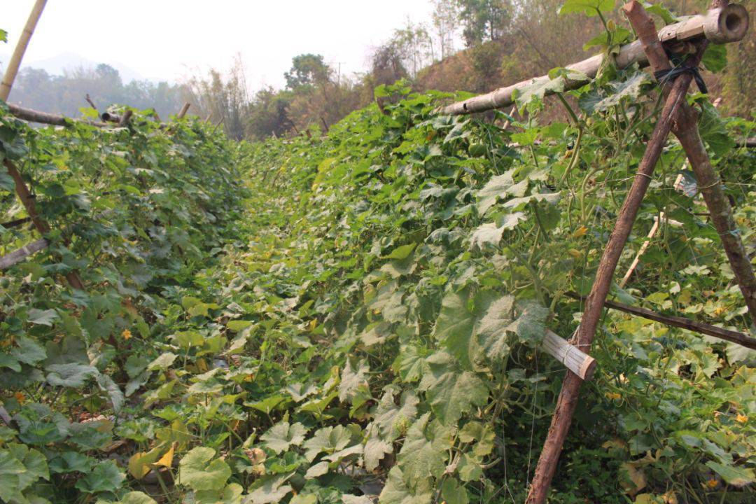 连日来,位于景谷县正兴镇勐烈村的姜柄瓜种植基地里,绿油油的藤蔓环生