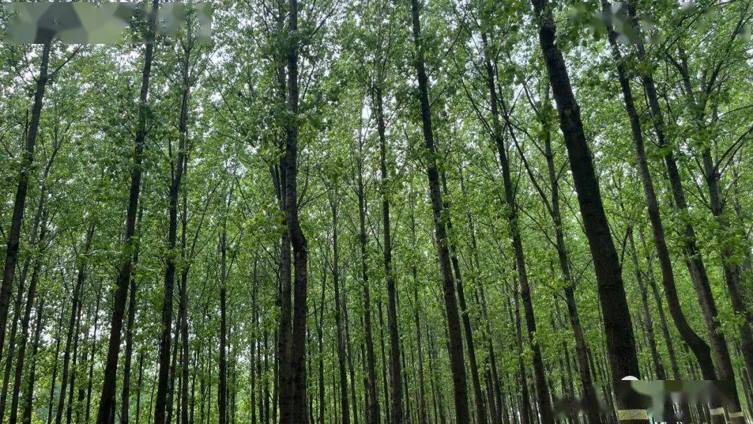 林深现绿,在湿地遇见~_杨树林_砀山县_树叶