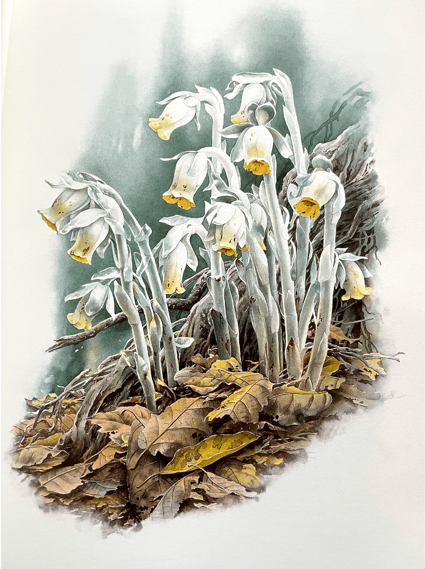 这个84岁云南爷爷火了:将他的画放大100倍,惊呆无数人!