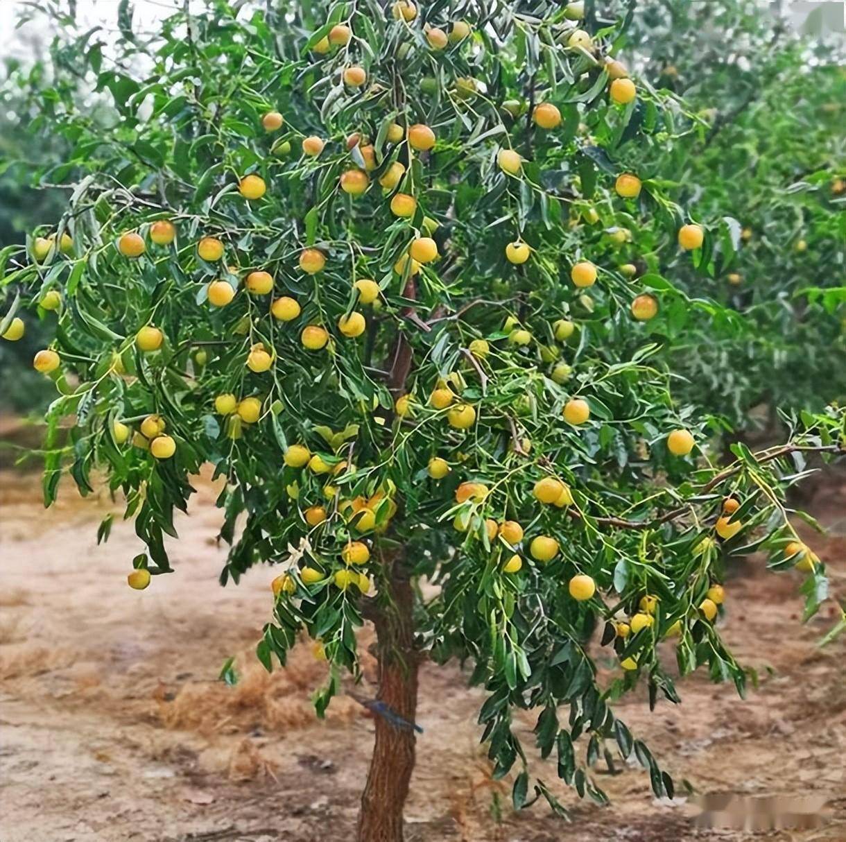 伏脆蜜枣花果难点管理技术_枣树_防治_进行了