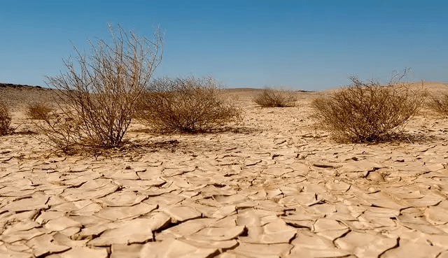 土地荒漠化森林锐减酸雨蔓延生物多样性减少臭氧层的损耗与破坏全球