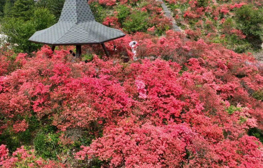 磐安杜鹃花什么时候开图片