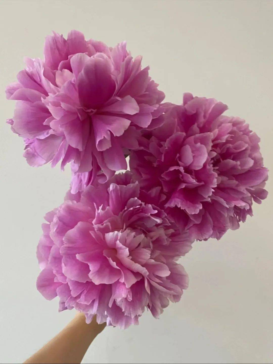 芍药鉴赏——伽马_jacorma_荷兰_莎拉大