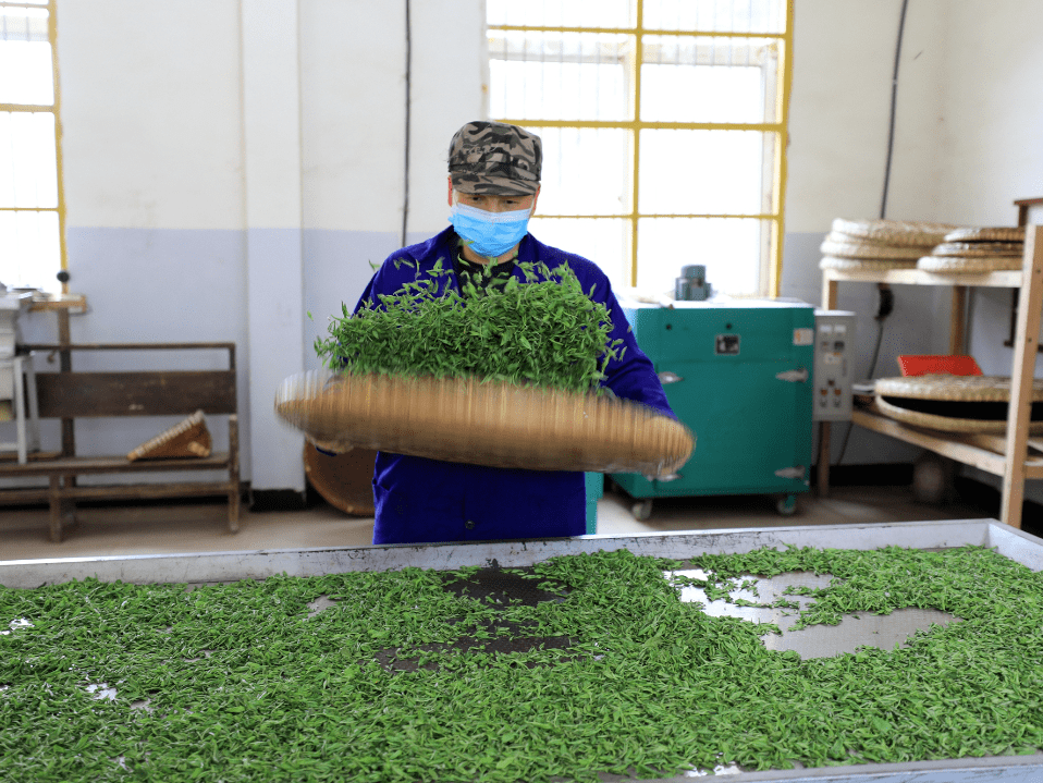 【全域旅游】打造精品茶叶 唱响"茶旅"特色ip——万龙山乡第二届茶