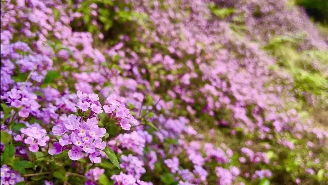 花田笑萌图片