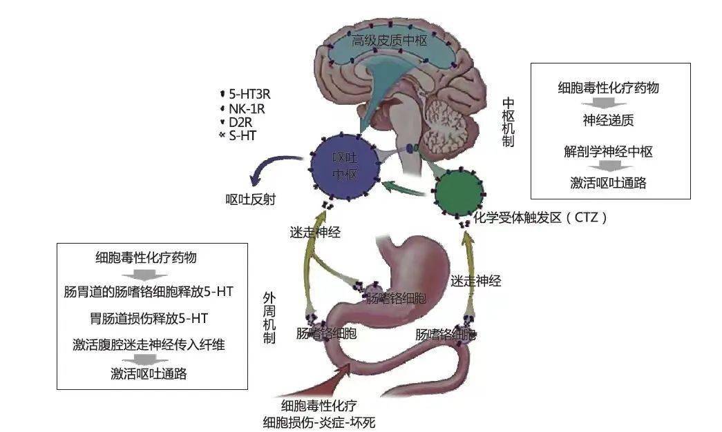 使得肠嗜铬细胞释放神经递质刺激迷走神经和内脏神经传入纤维,然后