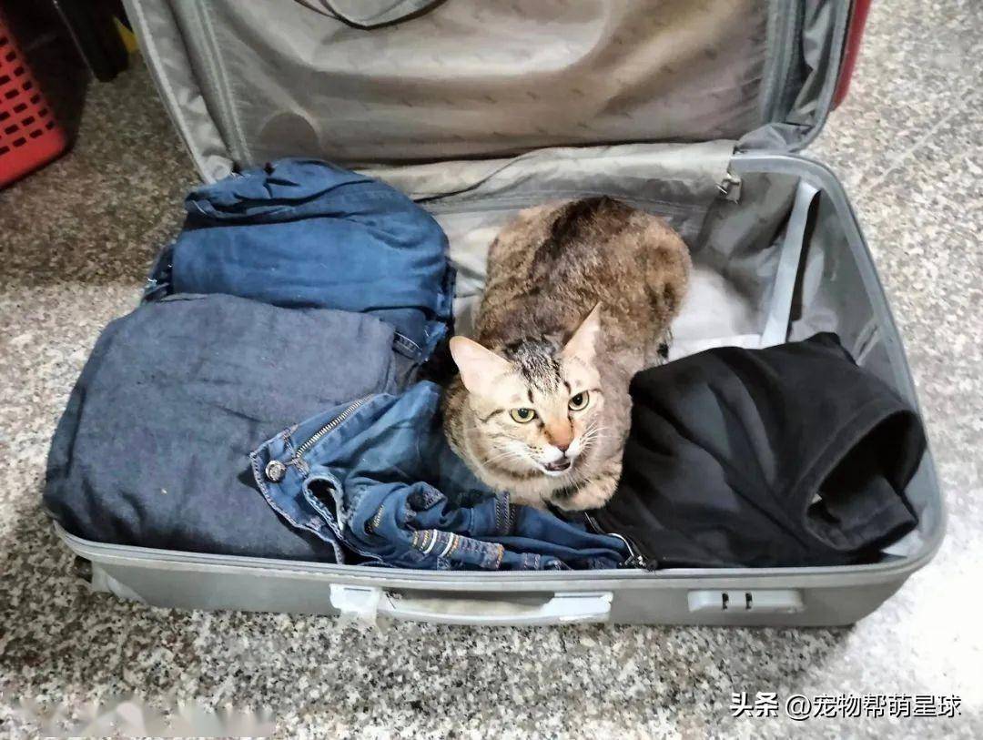 以为铲屎官又要出差,猫咪瞪眼怒骂,表情笑喷!_主子_行李箱_补偿