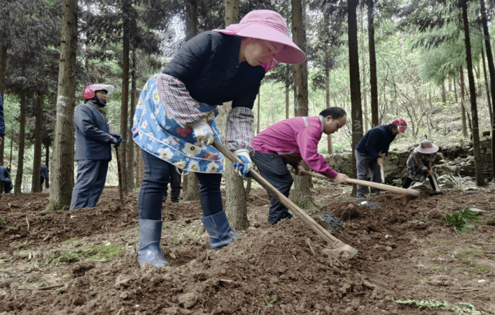 织金县上坪寨乡：党建引领促春耕林下试点种植忙_手机搜狐网