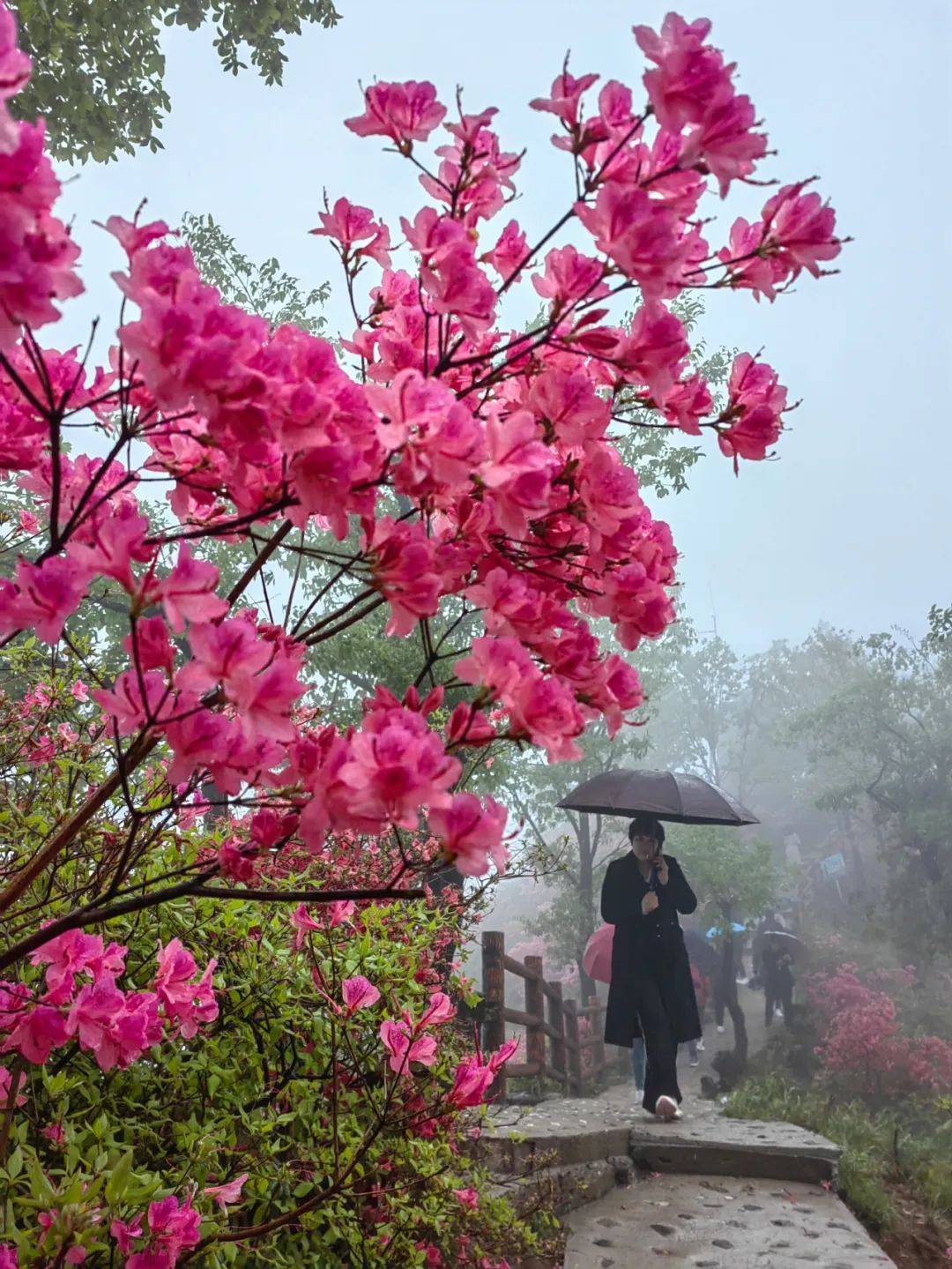 河南鲁山: 杜鹃花开美如画