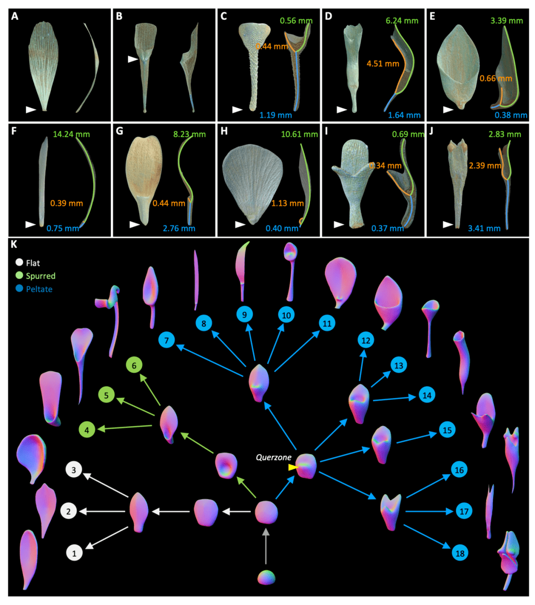 Science Advances | 植物所科研人员在植物侧生器官发育和多样化机制研究中取得重要进展_花瓣_结构_系统