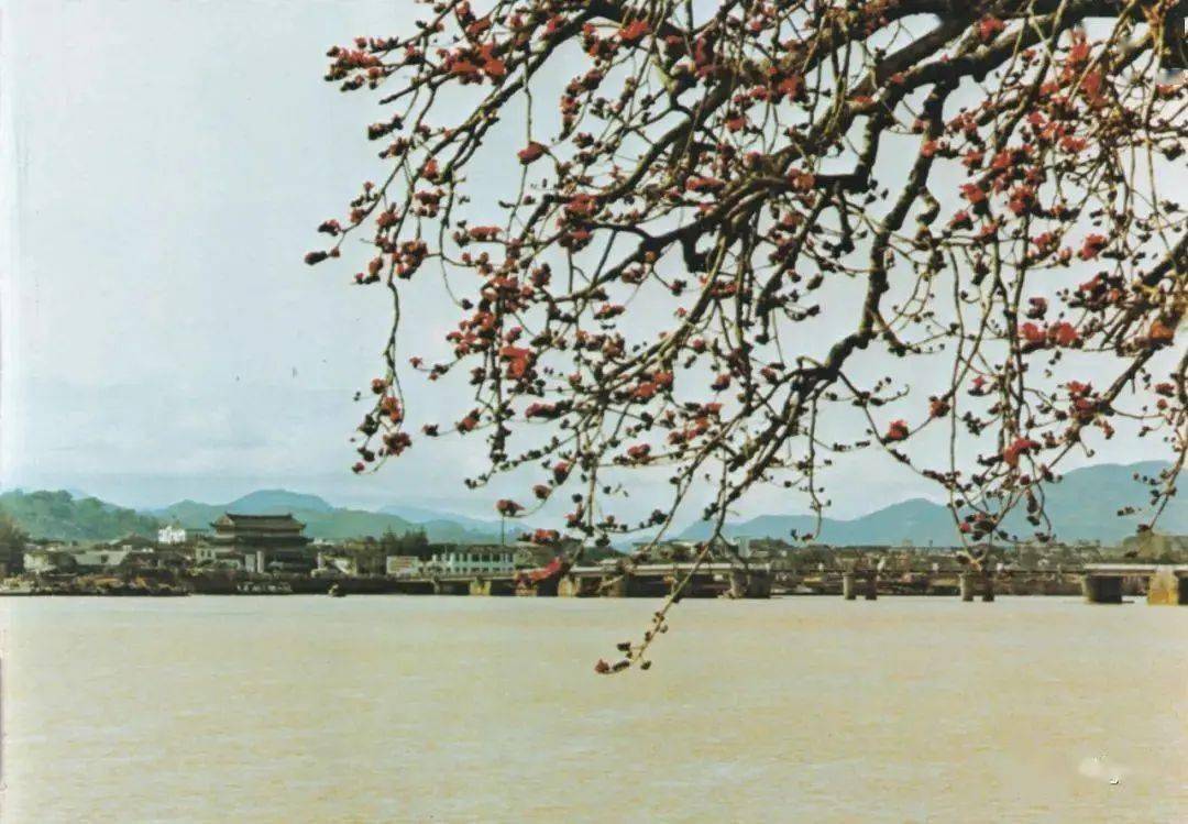 湘子桥风光潮 安礐石龙泉茶室的幽雅茶座广东潮剧团后台名演员姚璇秋