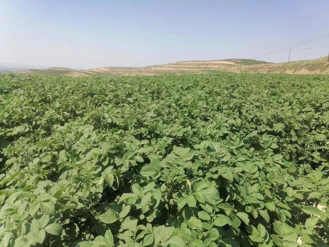 下一步,上营乡将继续发挥原原种芯片作用,引进马铃薯优良品种陇薯系列