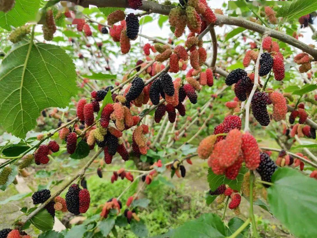 活动十果园桑葚采摘