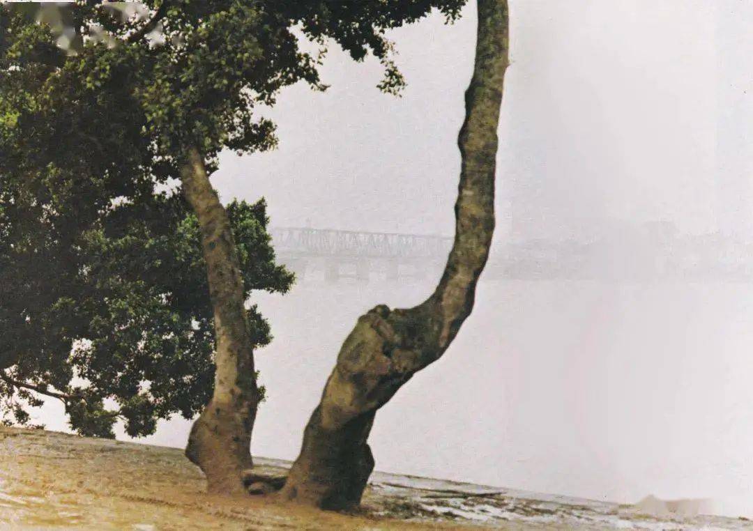 晨雾中的韩江风景湘子桥风光潮 安礐石龙泉茶室的幽雅茶座广东潮剧团