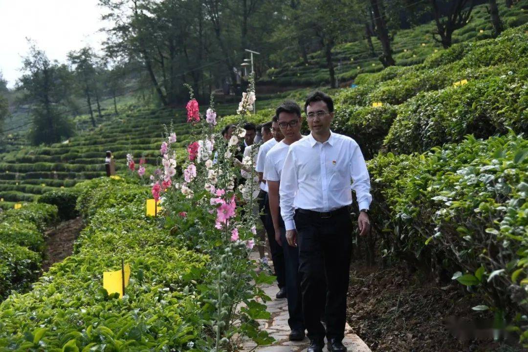到公郎镇调研时要求,展示好"美丽茶区,幸福茶农"_茶文化_旅游节_南涧