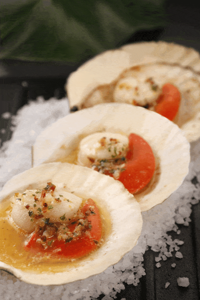 【当季美食】獐子岛进口扇贝新鲜捕捞上市!