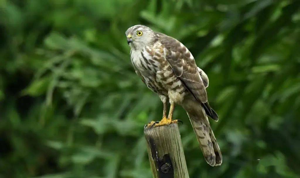 "棕色猎人"~~褐耳鹰_保护_猎物_动物