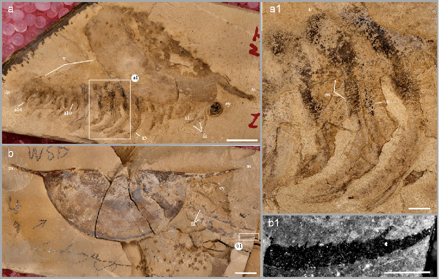 【科研】古生物研究院团队在澄江生物群等刺虫研究取得最新进展 揭示
