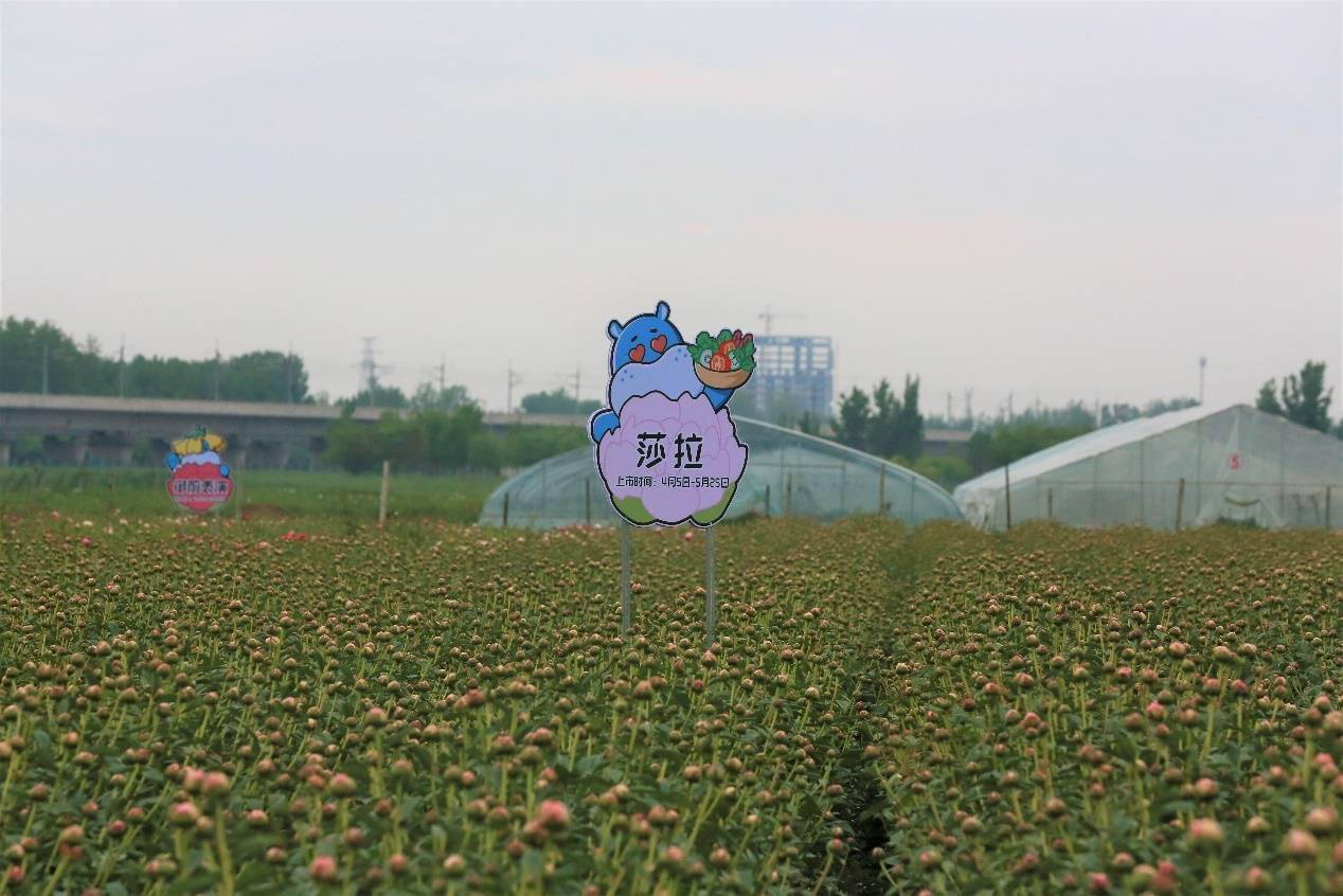 鲜花培训（广州花艺培训插花培训鲜花培训） 第1张