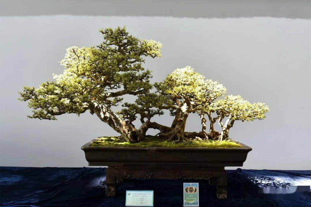 2023全国精品盆景展在江苏如皋举行 | 动态