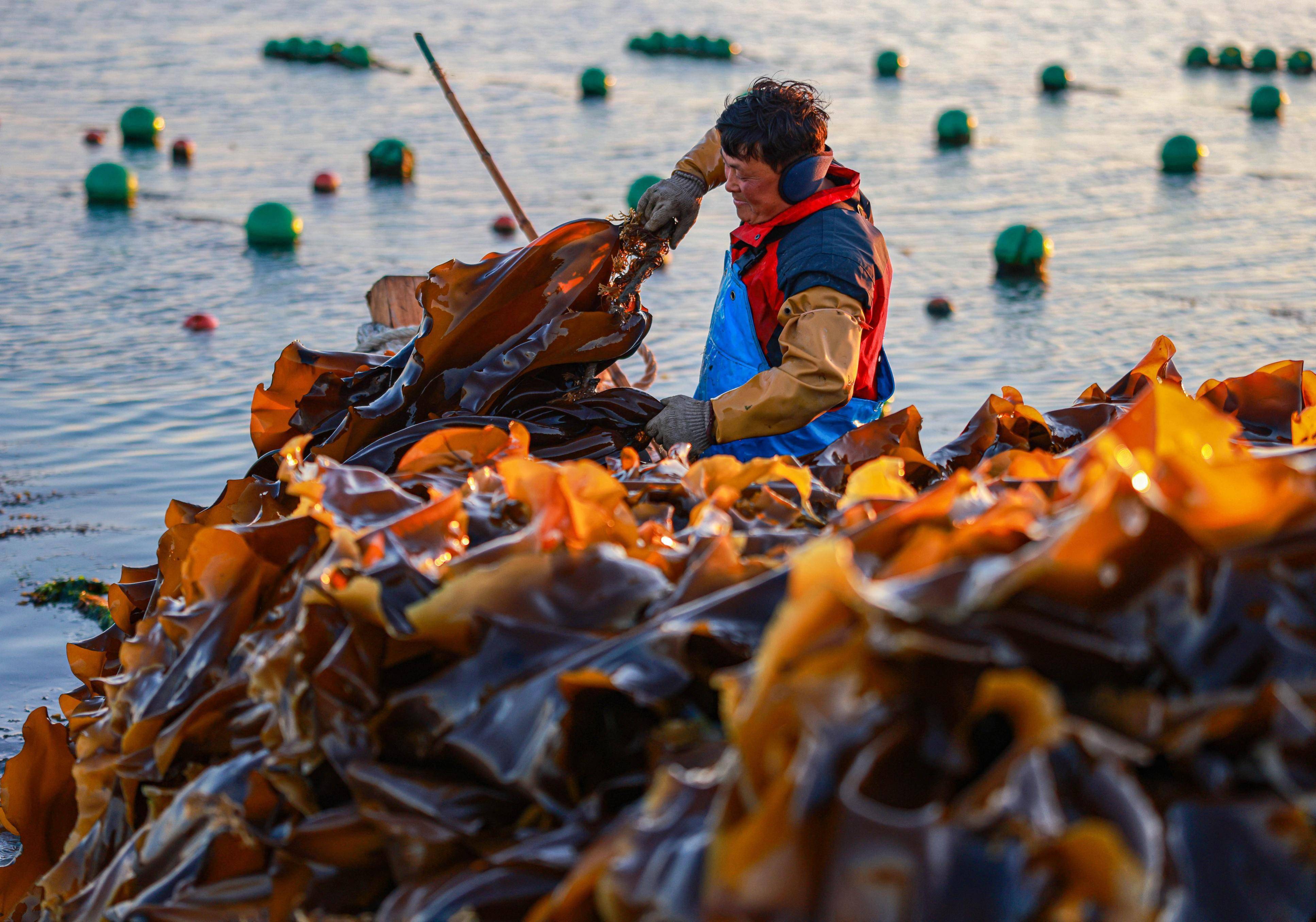 荣成:迎着朝阳收海带_全国_产量_全省
