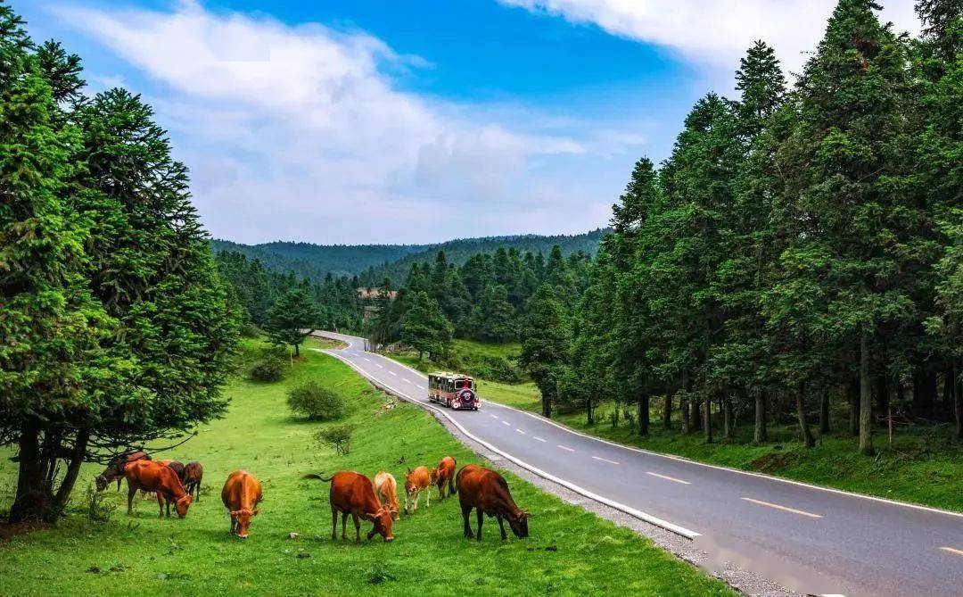 餐后乘车游览天生三桥,龙水峡地缝景区,当晚可选择观看《印象武隆》