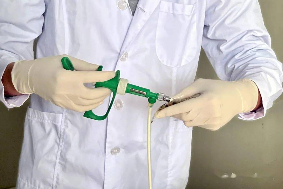 为鳜鱼注射鳜传染性脾肾坏死病灭活疫苗(nh0618株)(周礼雄摄)▲鳜