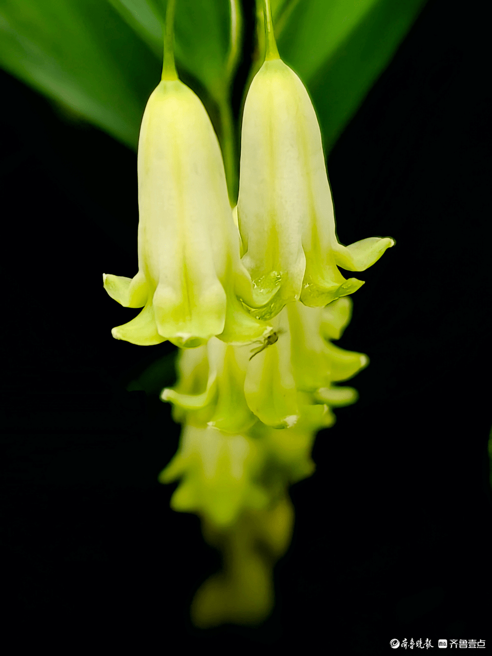 玉竹花有着独特魅力,花朵好似小风铃_开花_马西_社区