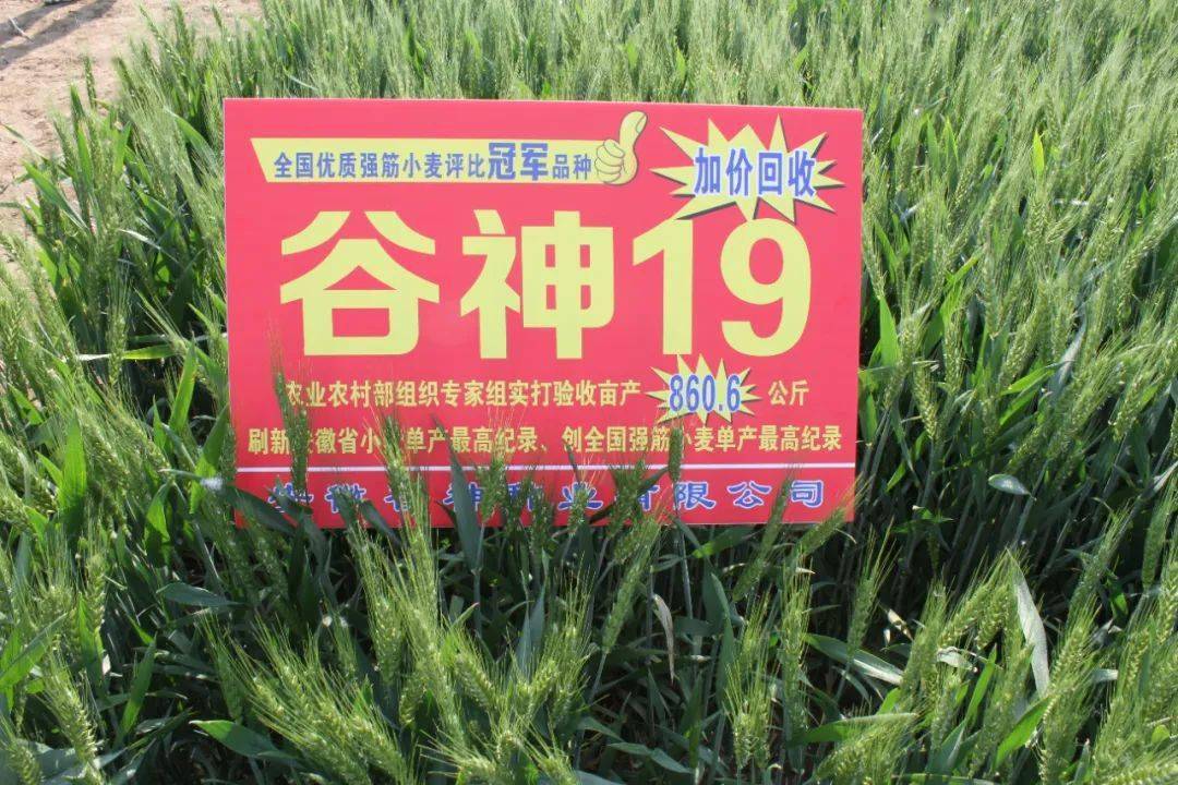 邯麦19小麦品种简介图片
