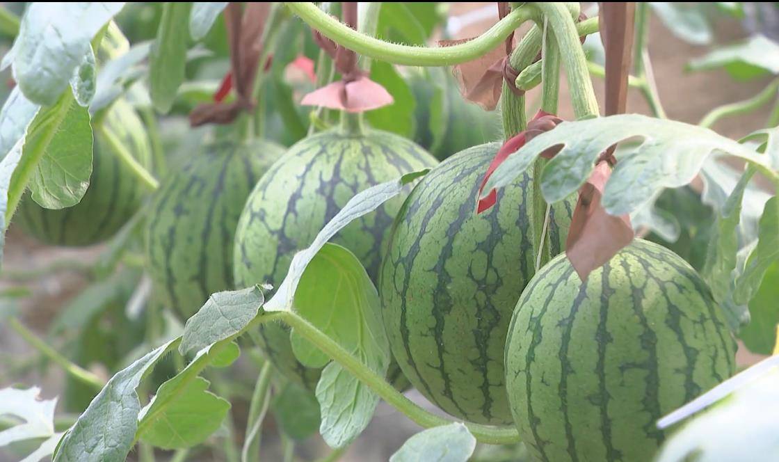 平谷区西柏店村"京秀"小西瓜五一迎来采摘期_重量_瓜皮_大兴庄镇