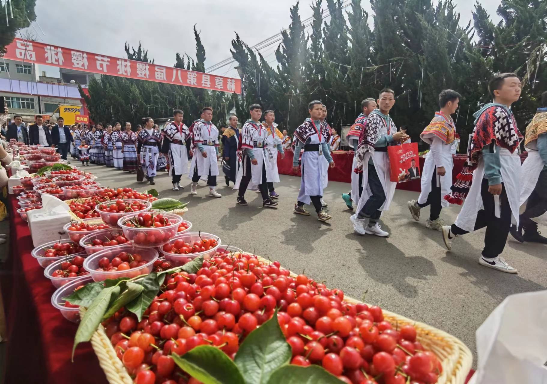 来中国"樱桃之乡"赫章摘樱桃吧 !_赫章县_野马川镇_阿西里西