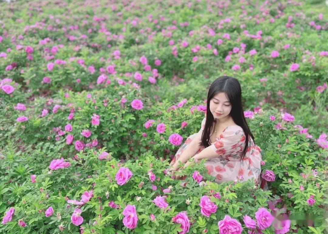 仪征这片300亩玫瑰花正在盛放!_于玫瑰_谢馥春_玫瑰园