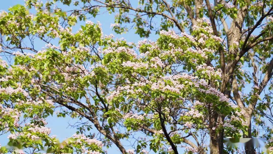 "木王"金丝楸又又又开花啦_洛宁县_乡村_花朵