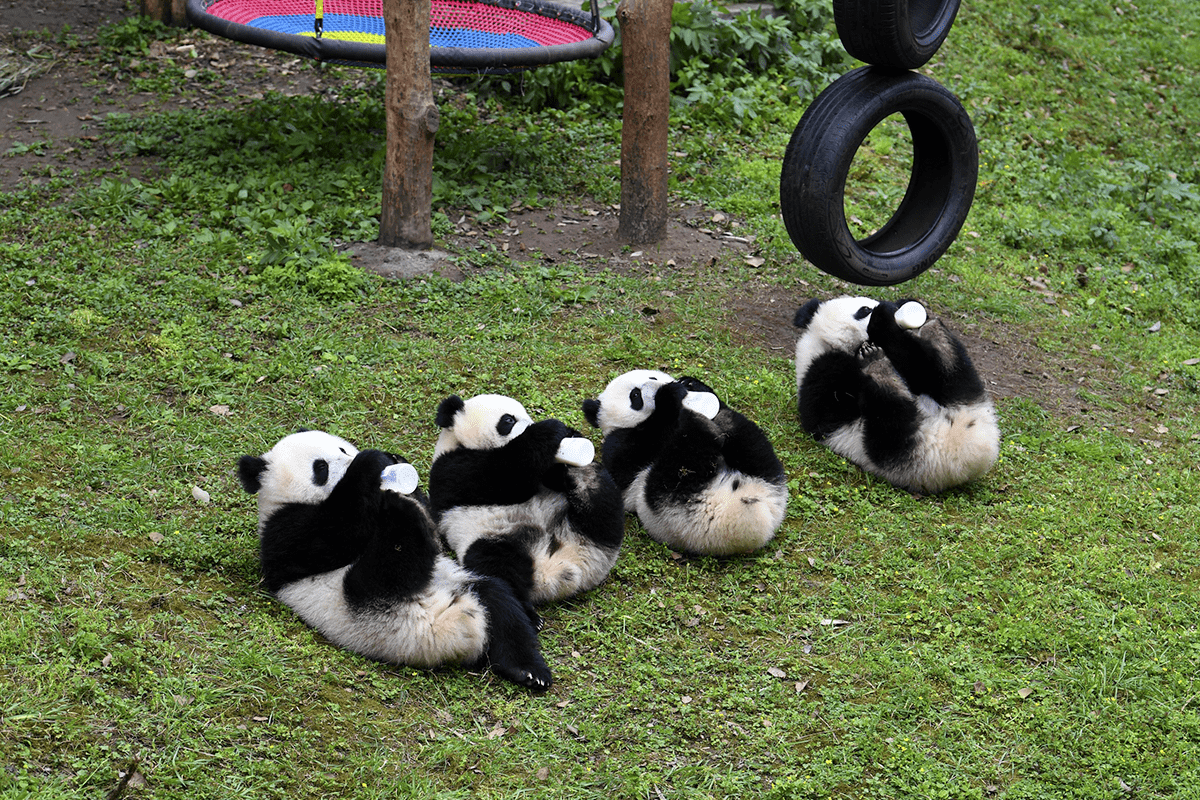 四只大熊猫"围炉煮茶"_重庆动物园_双胞胎_游客