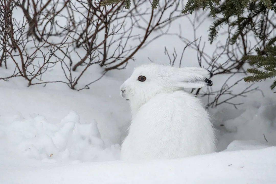 为珍稀物种写诗02 | 于坚,李元胜,汪剑钊,张执浩,苏笑嫣_诗歌_绿孔雀