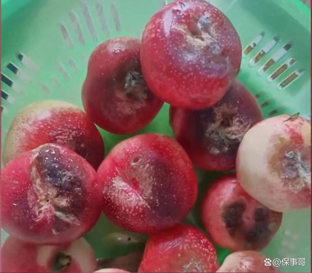 广西女子淄博买一篮蟠桃仅3个没坏,气得连夜离开,2小时后反转