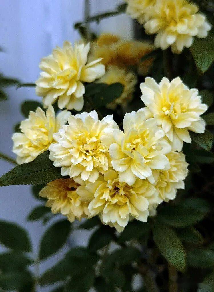 满院清香四月时--木香_菊科_植物_香气