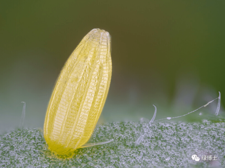 小知識 | 蟲卵的秘密大公開!它們都有這些形態→_昆蟲_細胞_花紋