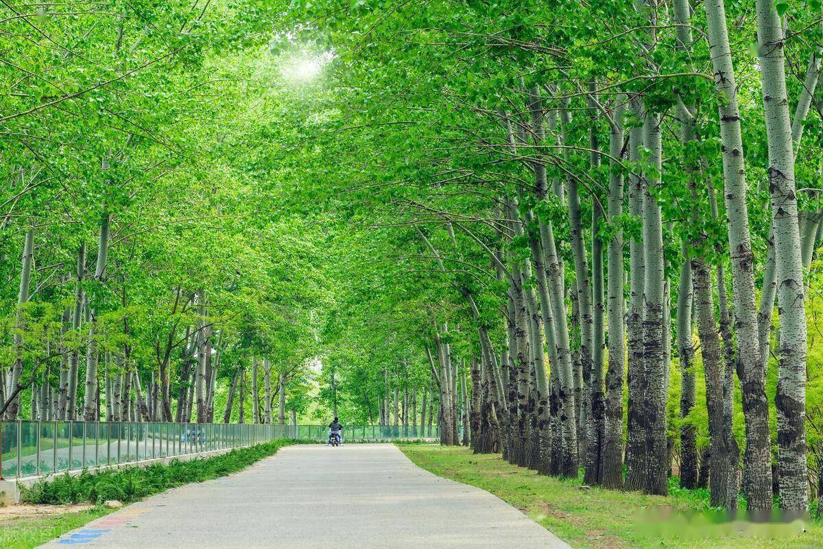 五月,杨花落尽子规啼,北方终于山青水绿_杨树_花瓣_地方