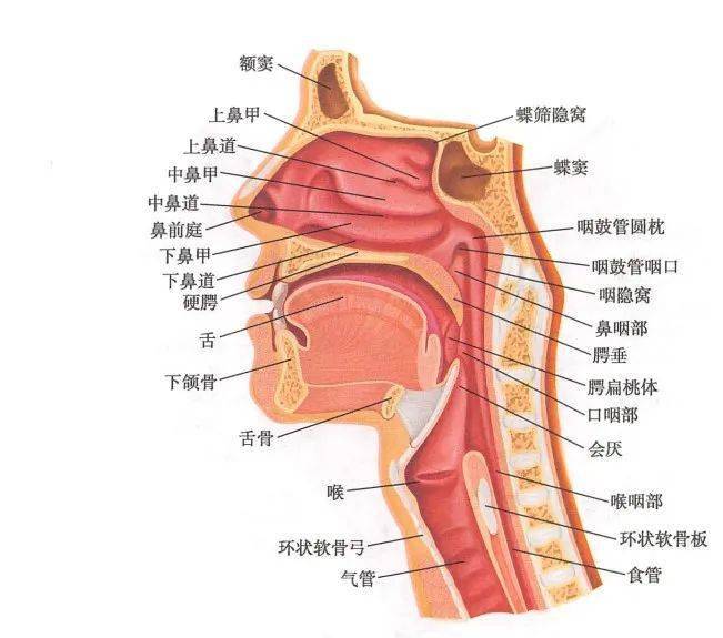 超声频道丨超声下气道的解剖及对困难气道的判断(一)